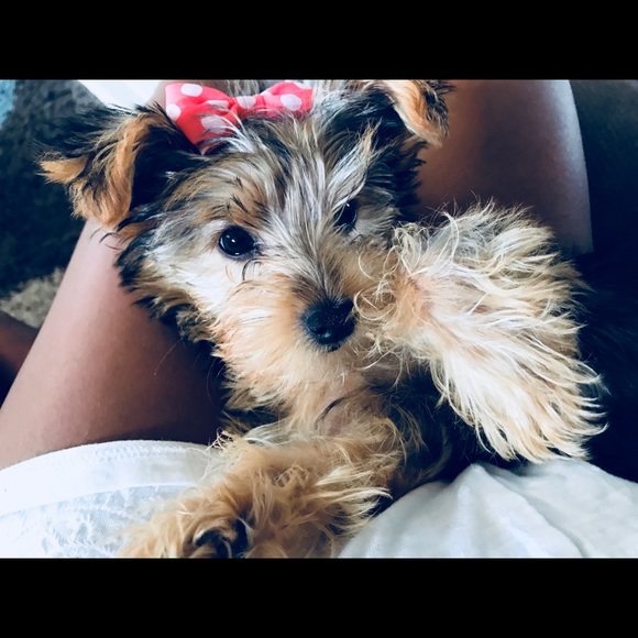 Meet your Posher, Amber - Picture 1 of 1